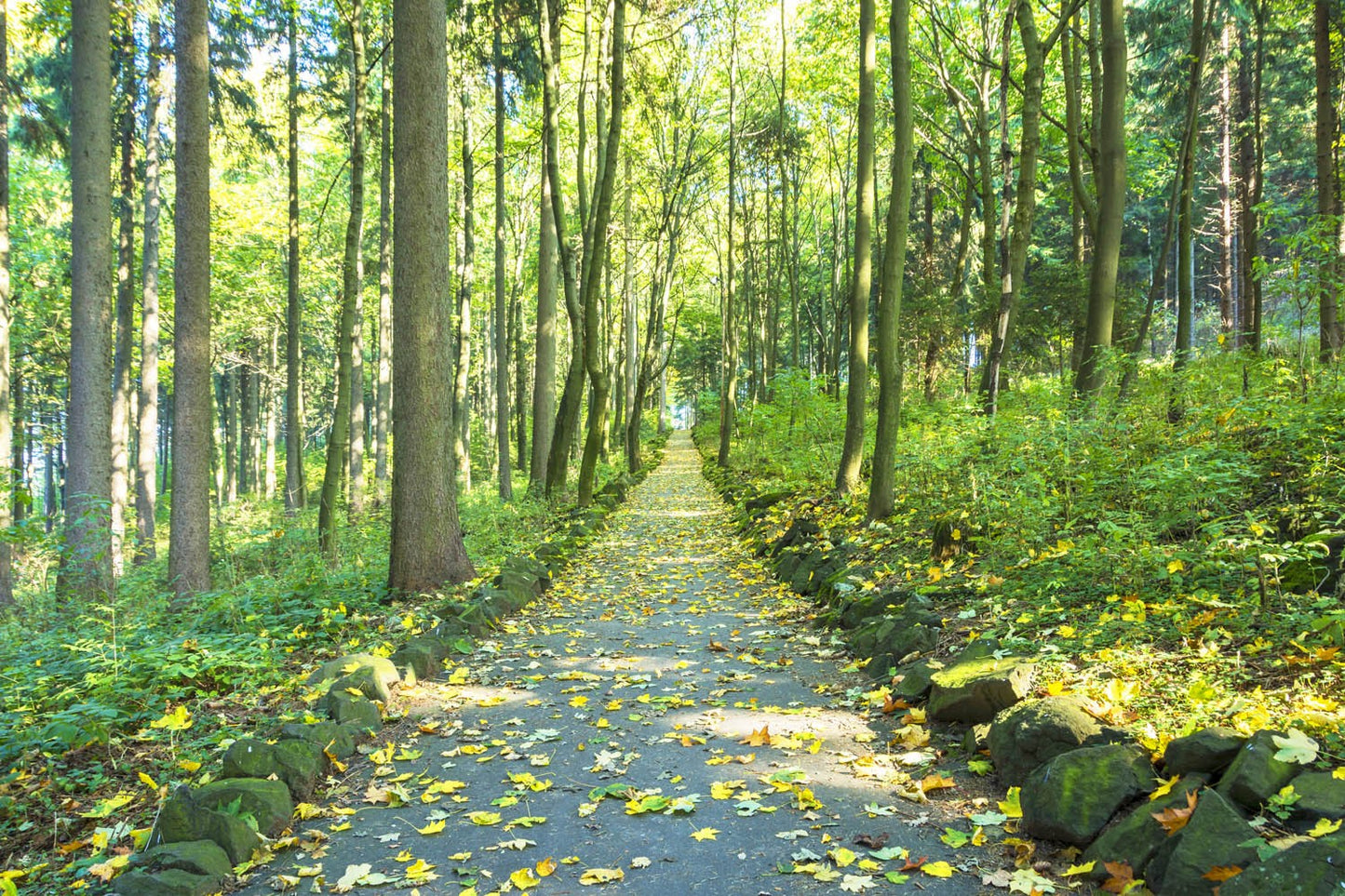 Decors Market Images for Products