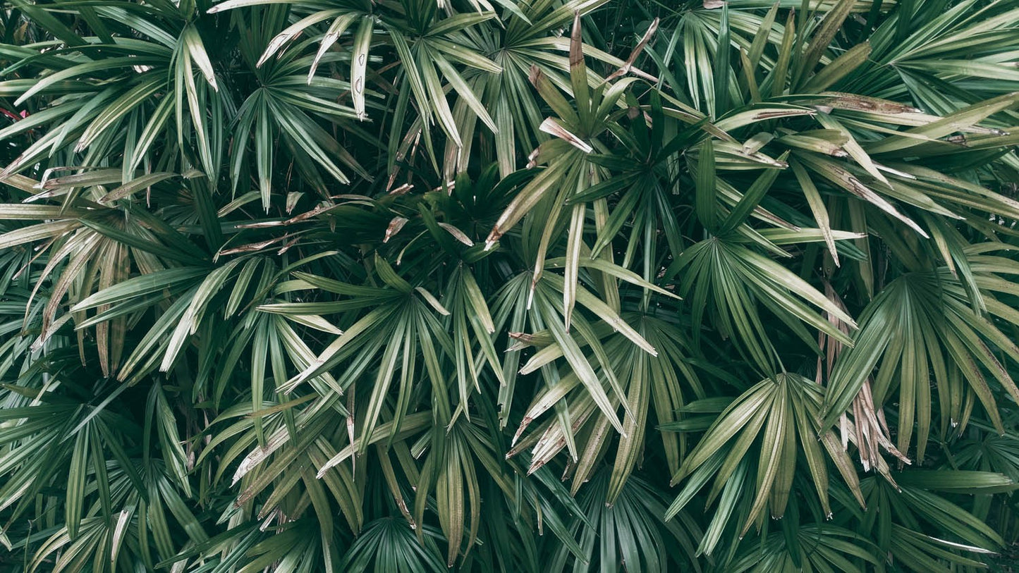 Decors Market Images for Products