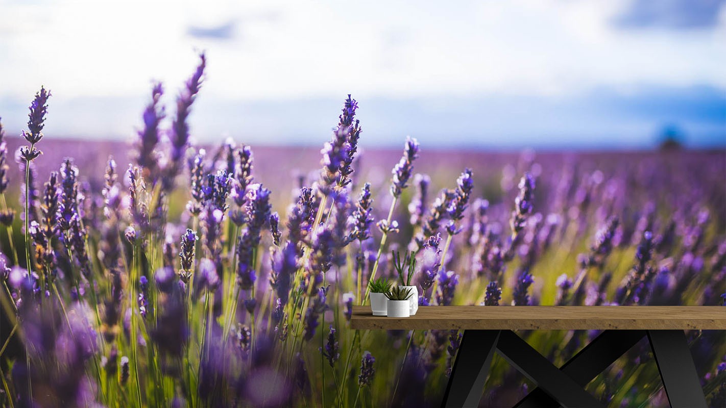 Decors Market Images for Products