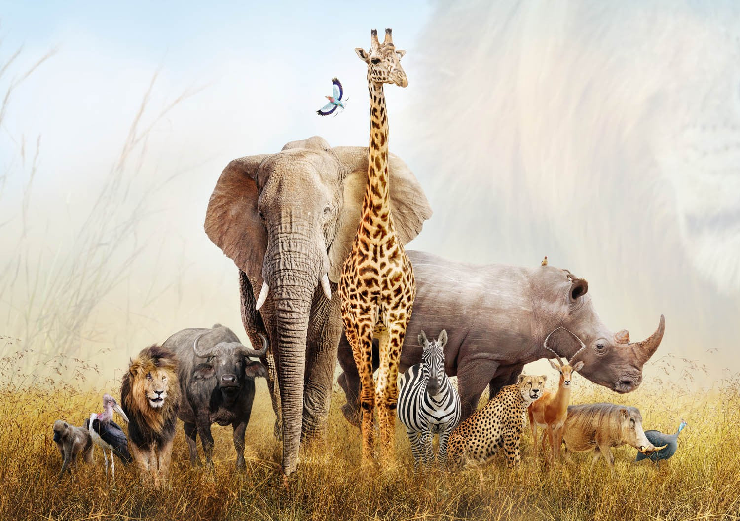 Decors Market Images for Products